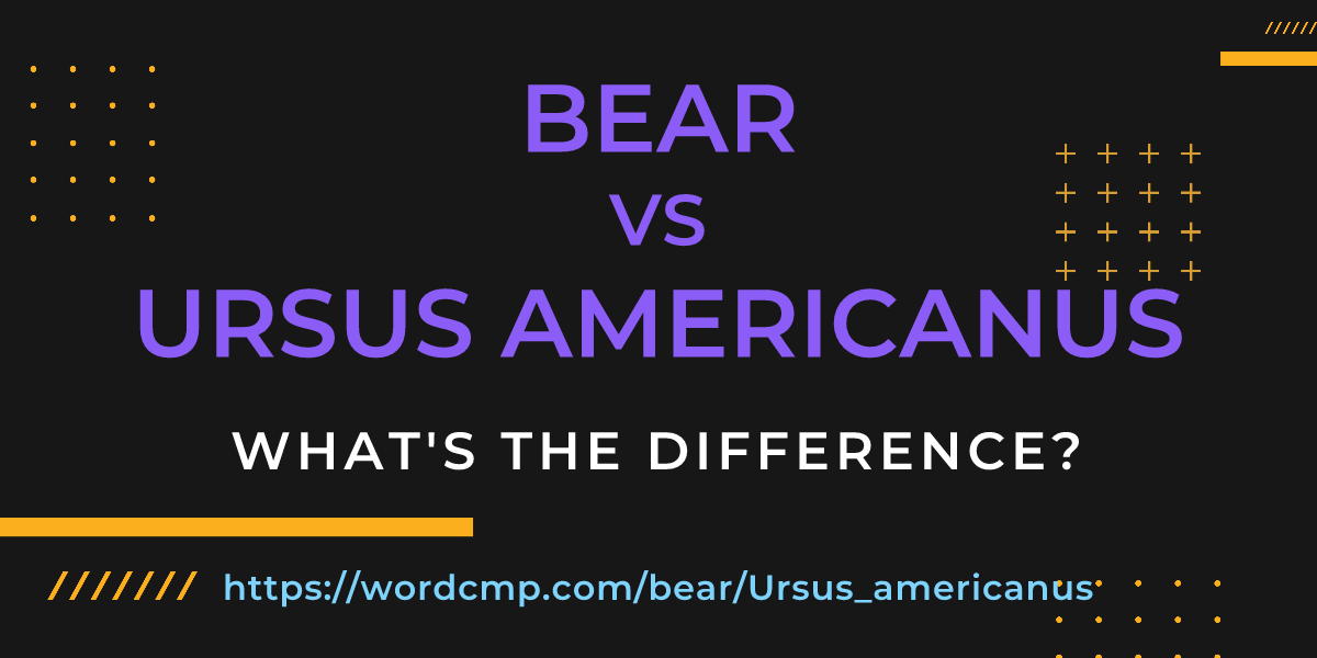 Difference between bear and Ursus americanus