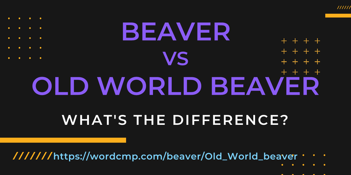 Difference between beaver and Old World beaver