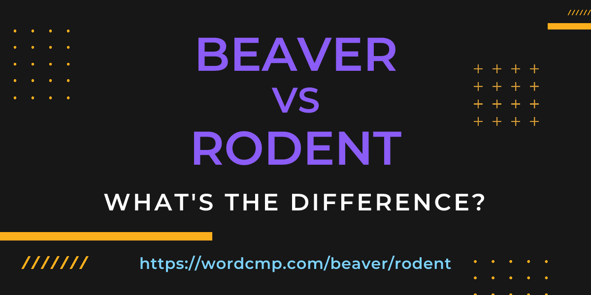 Difference between beaver and rodent