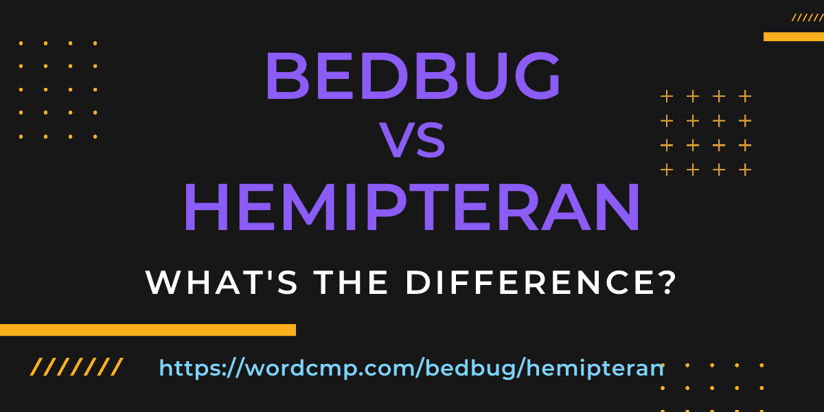 Difference between bedbug and hemipteran