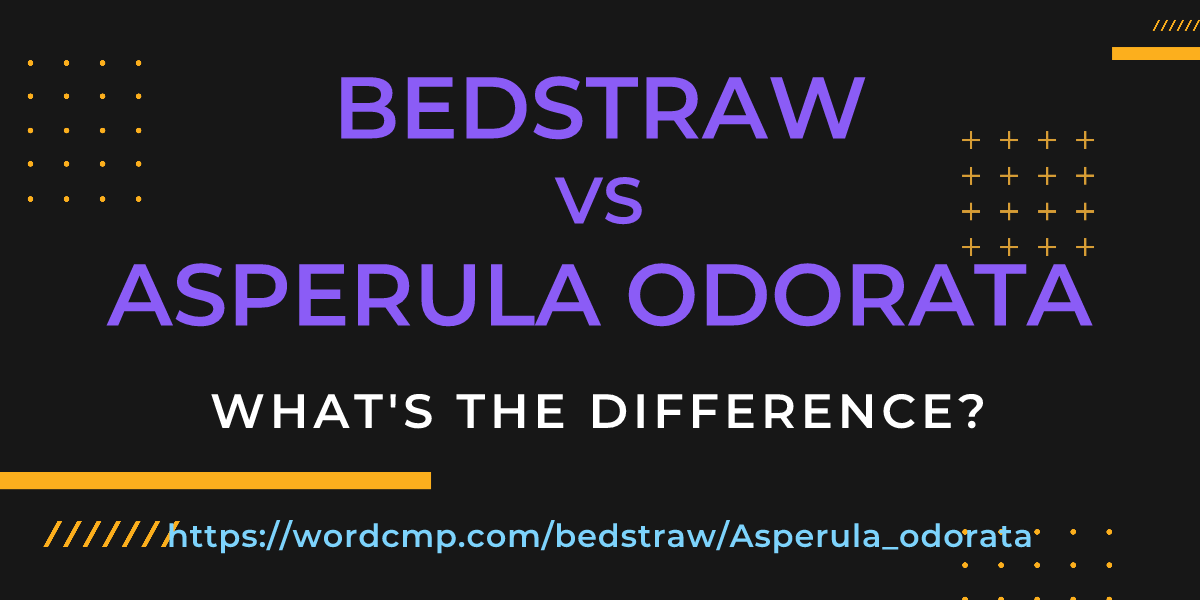 Difference between bedstraw and Asperula odorata