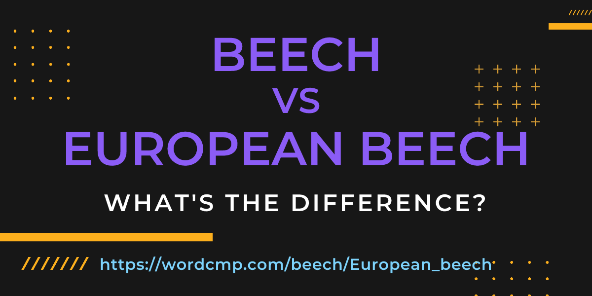 Difference between beech and European beech