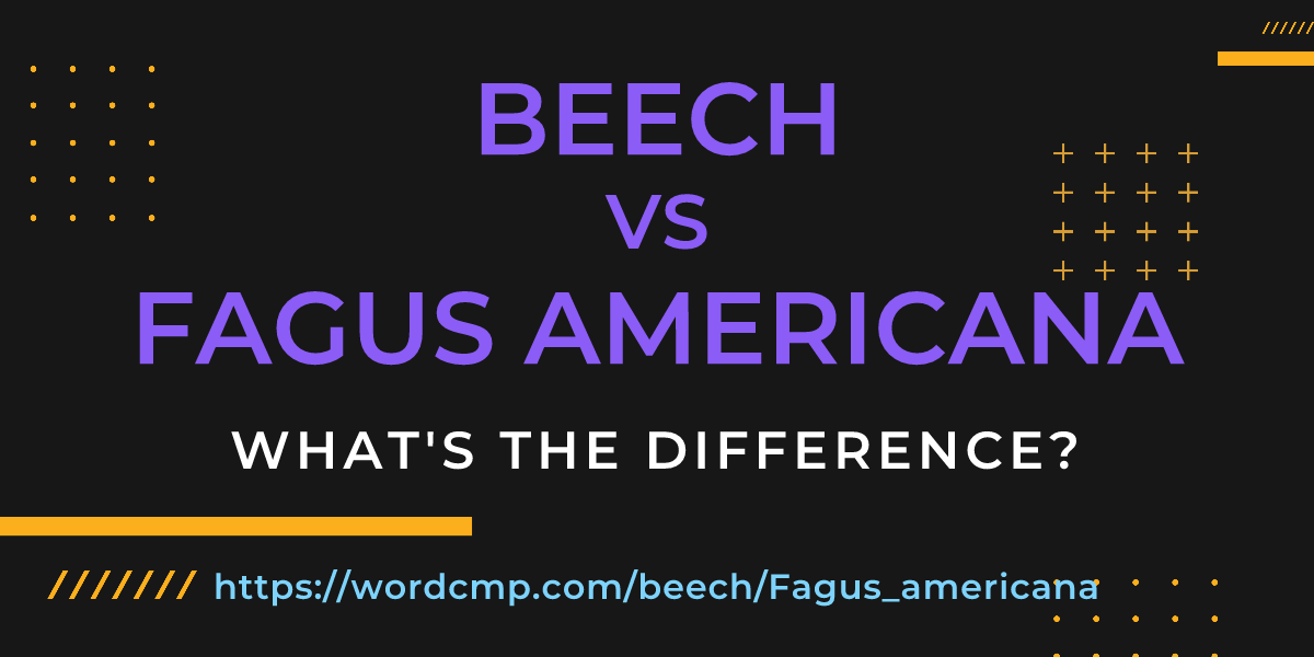Difference between beech and Fagus americana