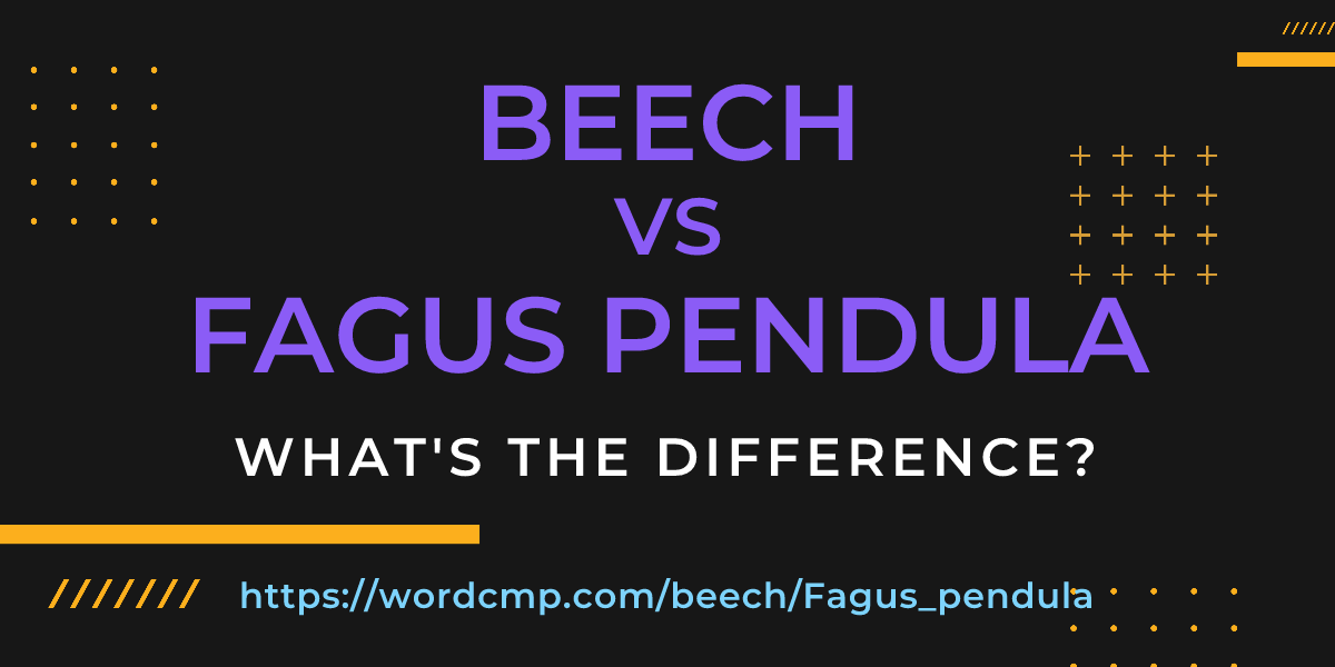 Difference between beech and Fagus pendula