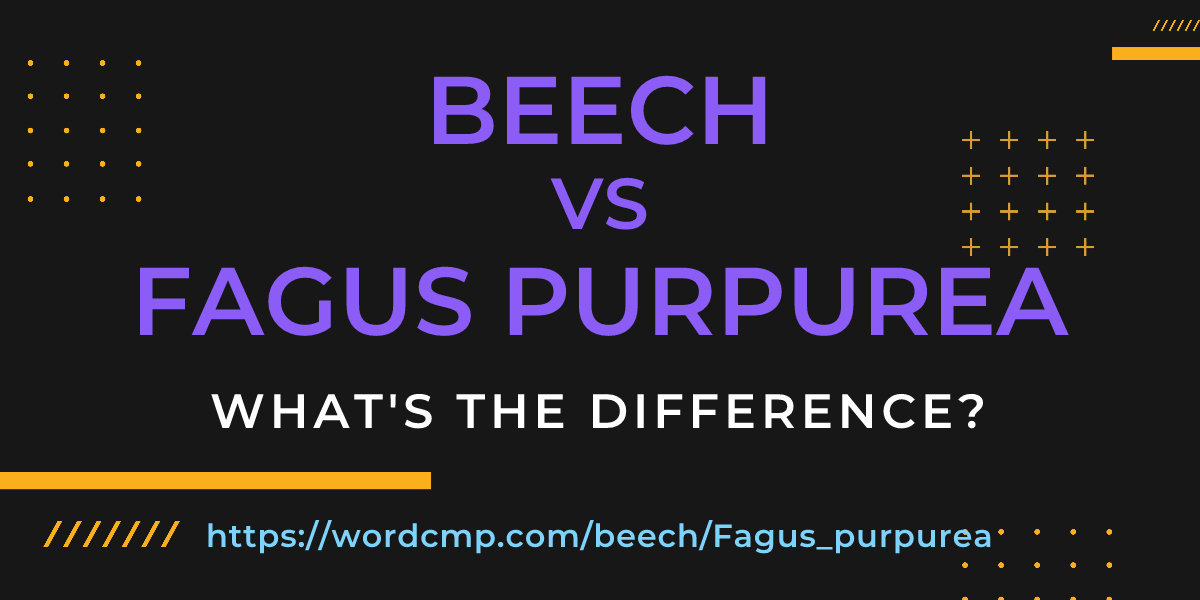 Difference between beech and Fagus purpurea