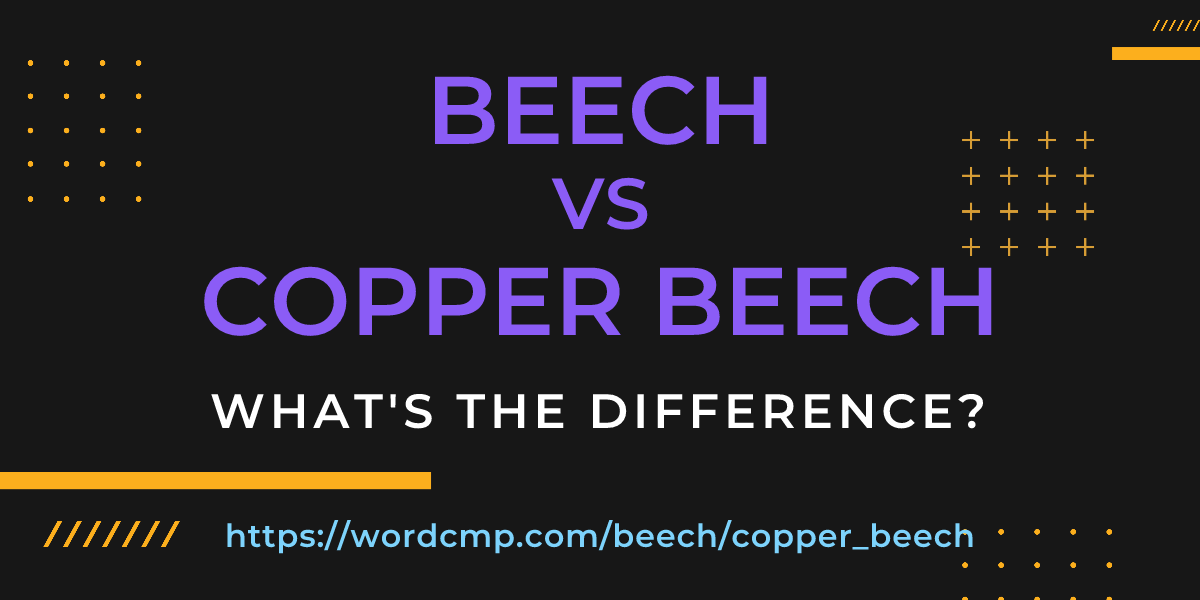 Difference between beech and copper beech