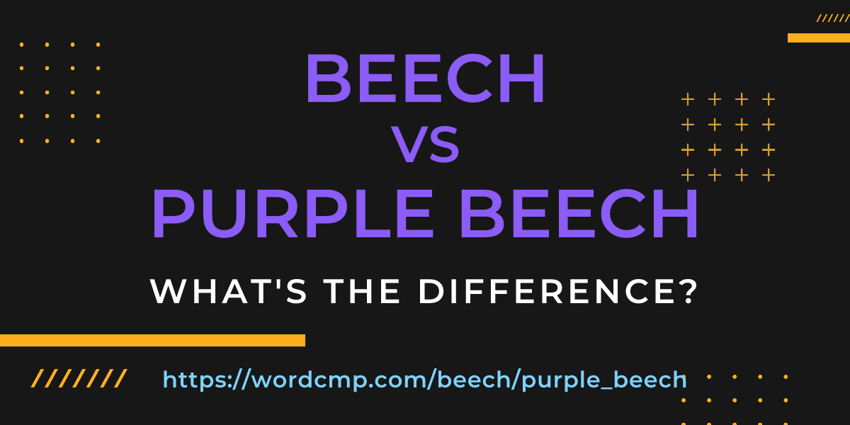 Difference between beech and purple beech