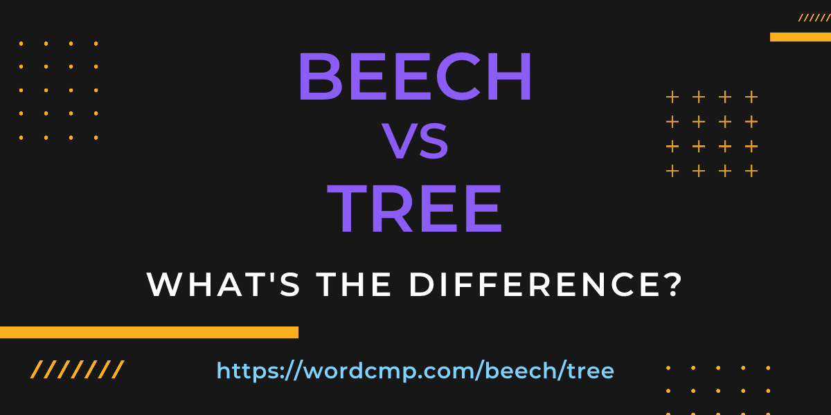 Difference between beech and tree