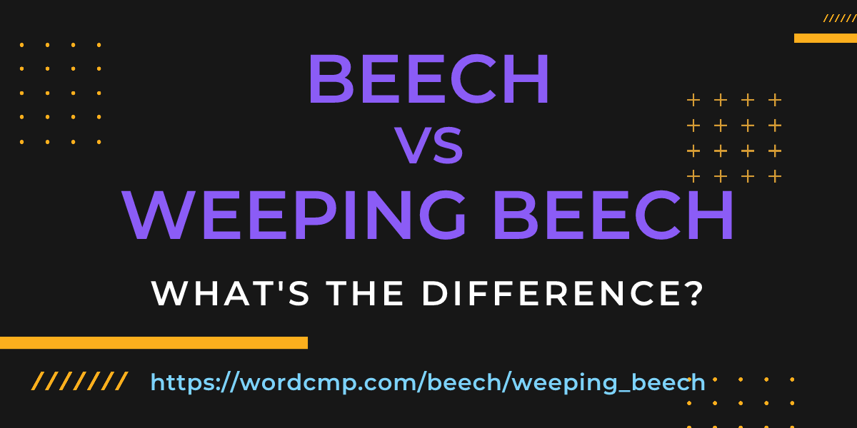 Difference between beech and weeping beech