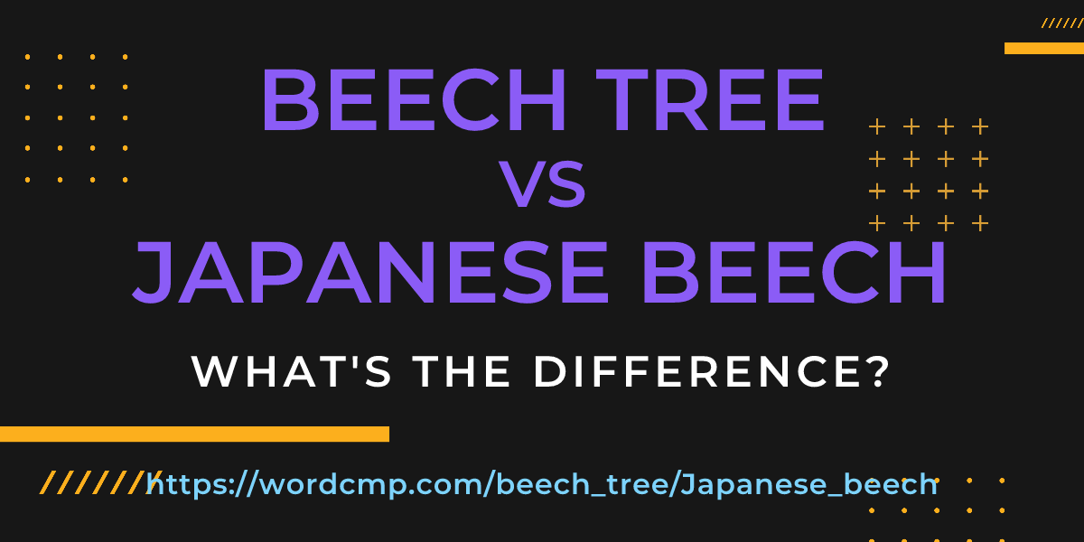 Difference between beech tree and Japanese beech