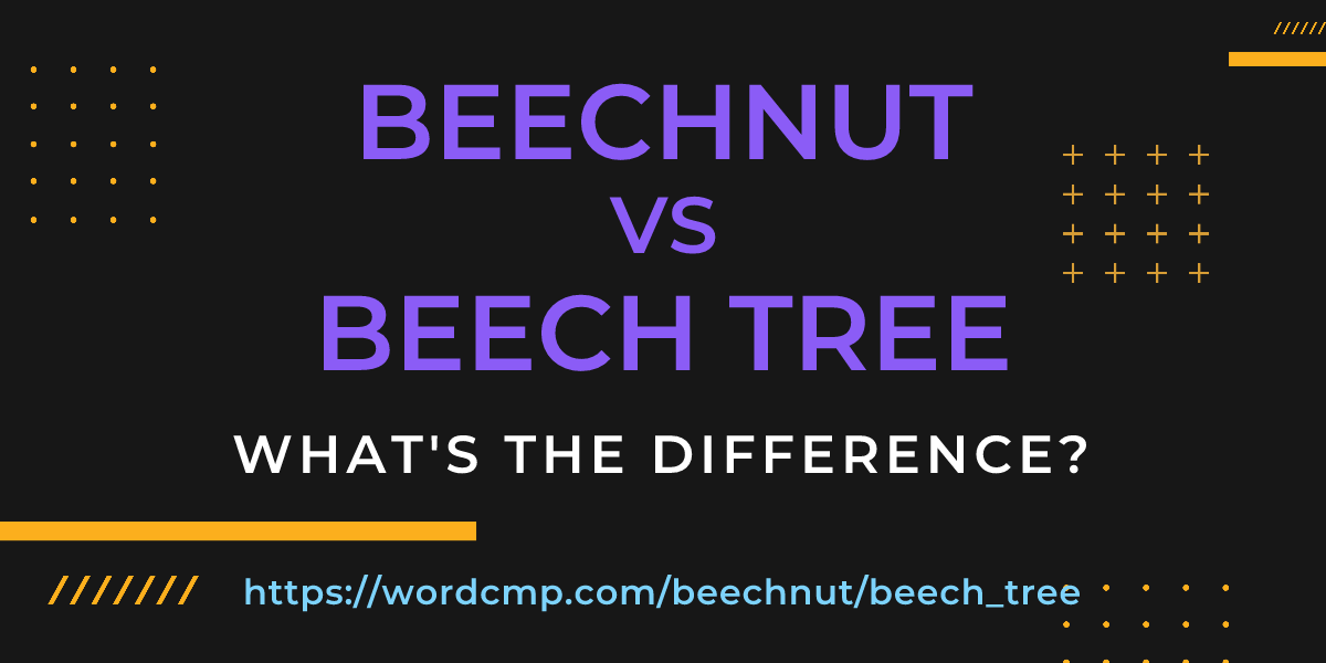 Difference between beechnut and beech tree