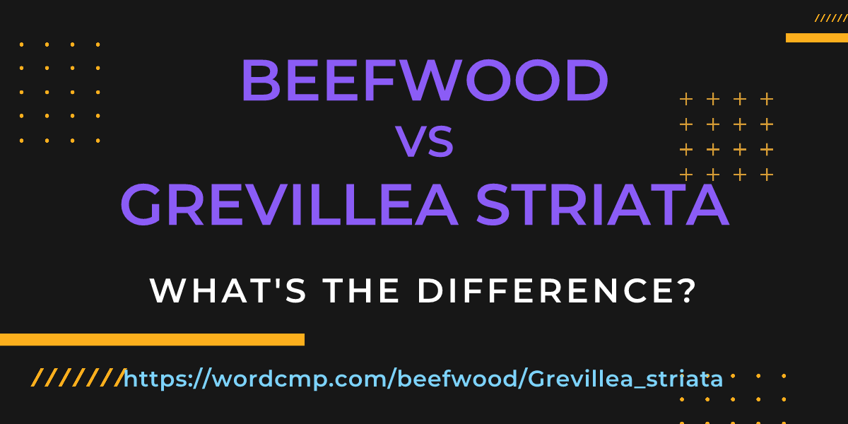 Difference between beefwood and Grevillea striata