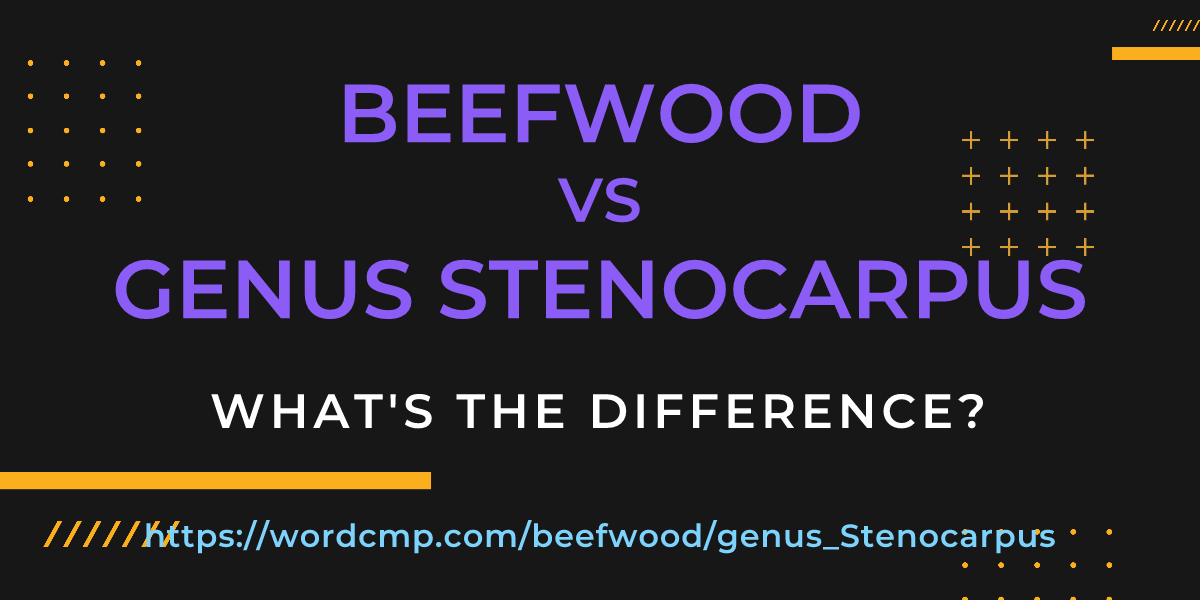 Difference between beefwood and genus Stenocarpus
