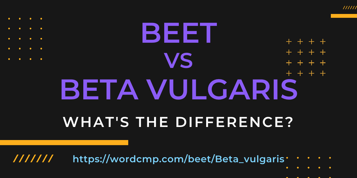 Difference between beet and Beta vulgaris