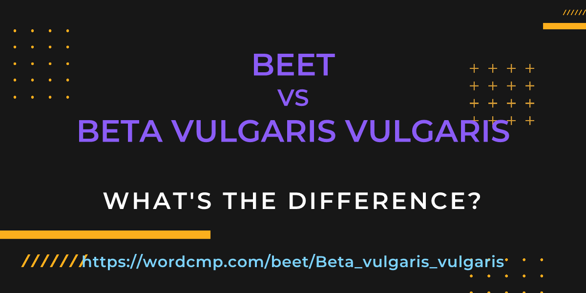 Difference between beet and Beta vulgaris vulgaris
