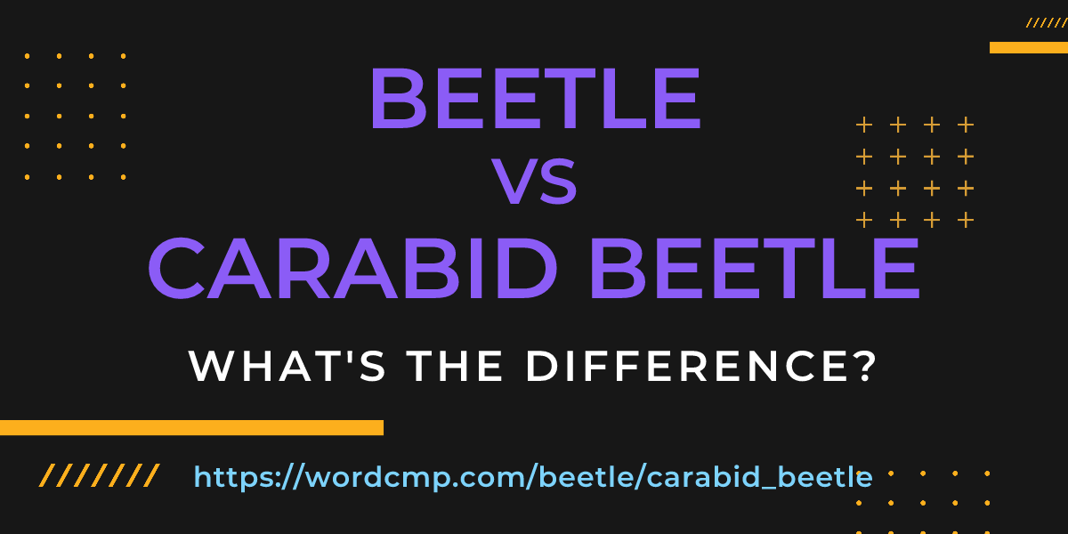 Difference between beetle and carabid beetle