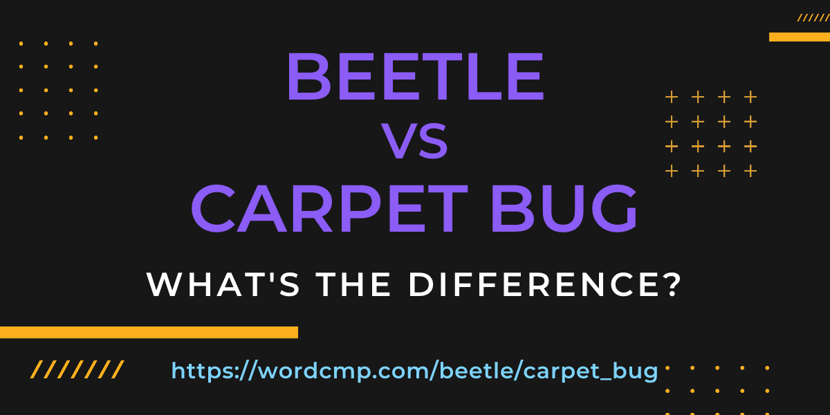 Difference between beetle and carpet bug