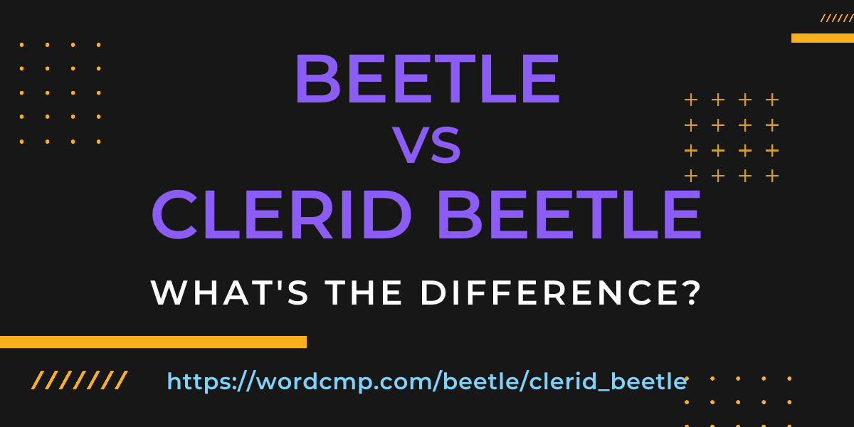 Difference between beetle and clerid beetle