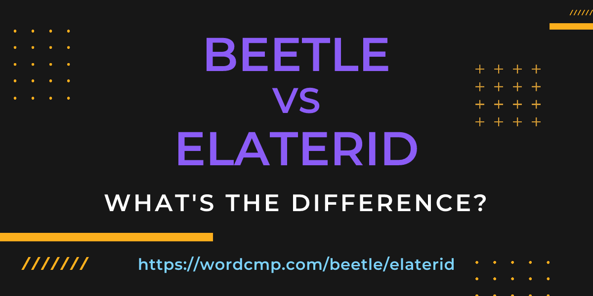 Difference between beetle and elaterid