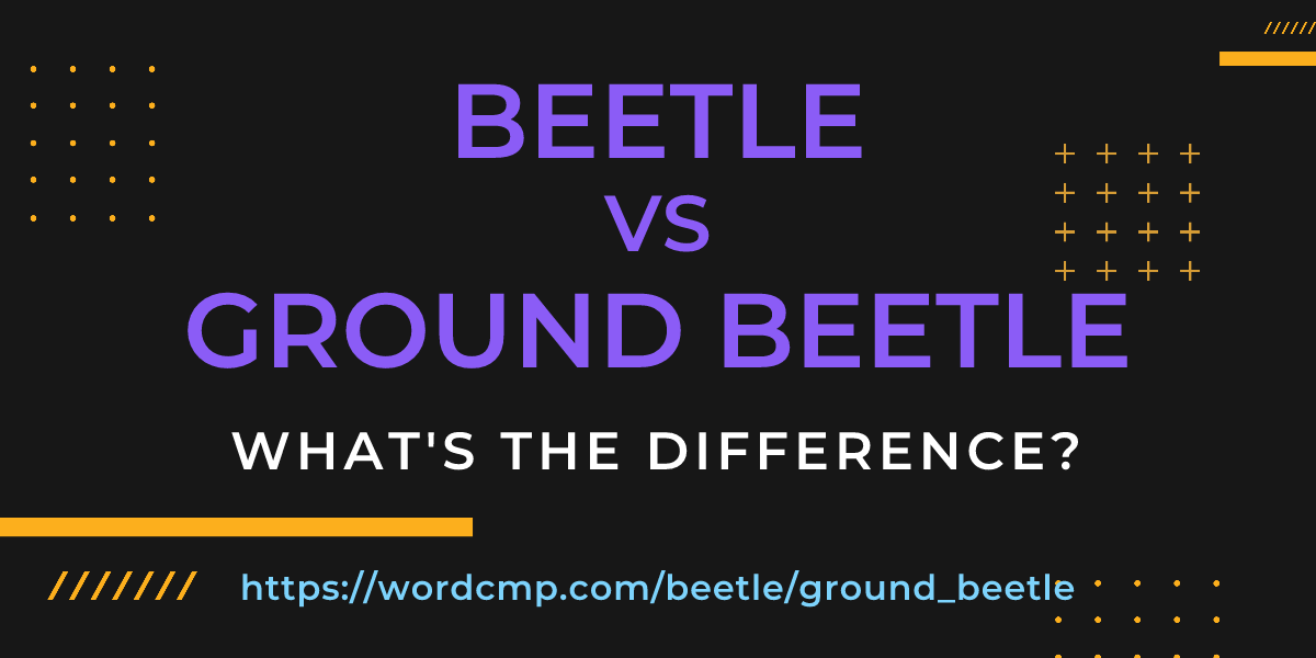 Difference between beetle and ground beetle