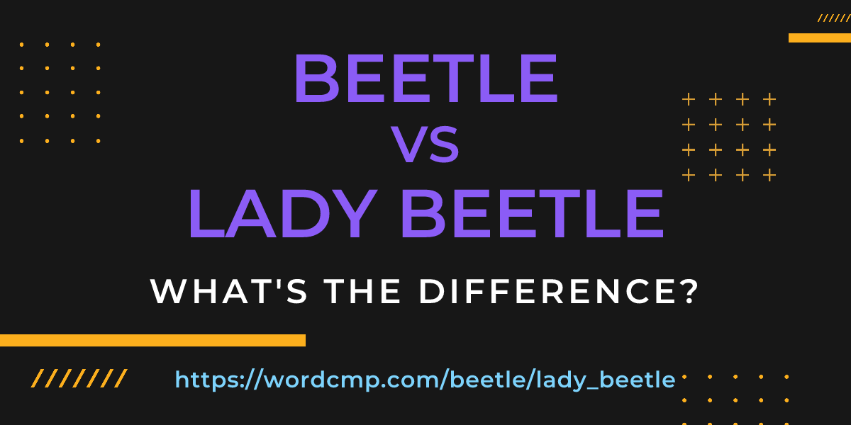 Difference between beetle and lady beetle