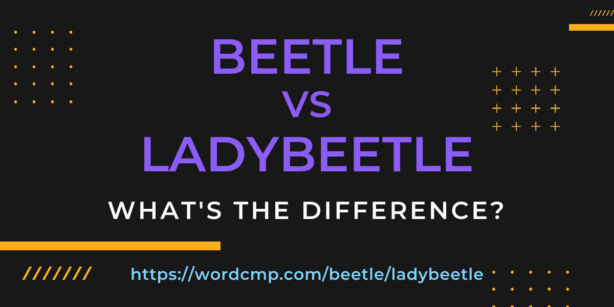 Difference between beetle and ladybeetle