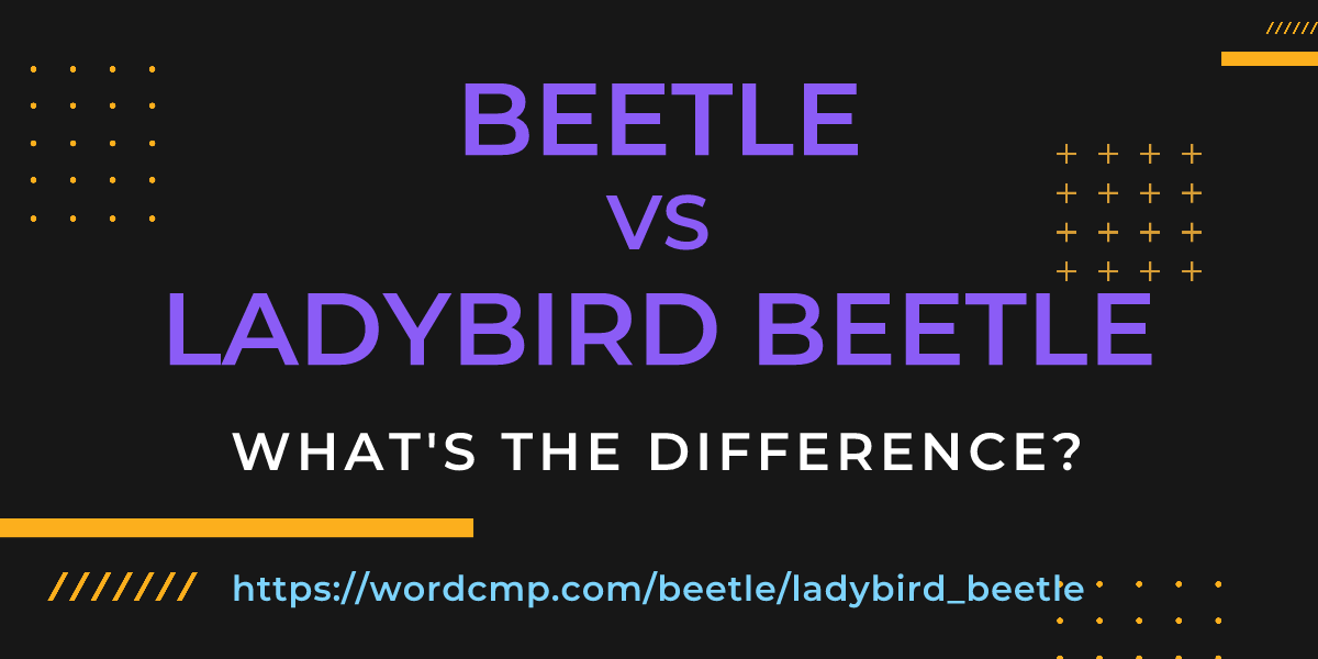 Difference between beetle and ladybird beetle