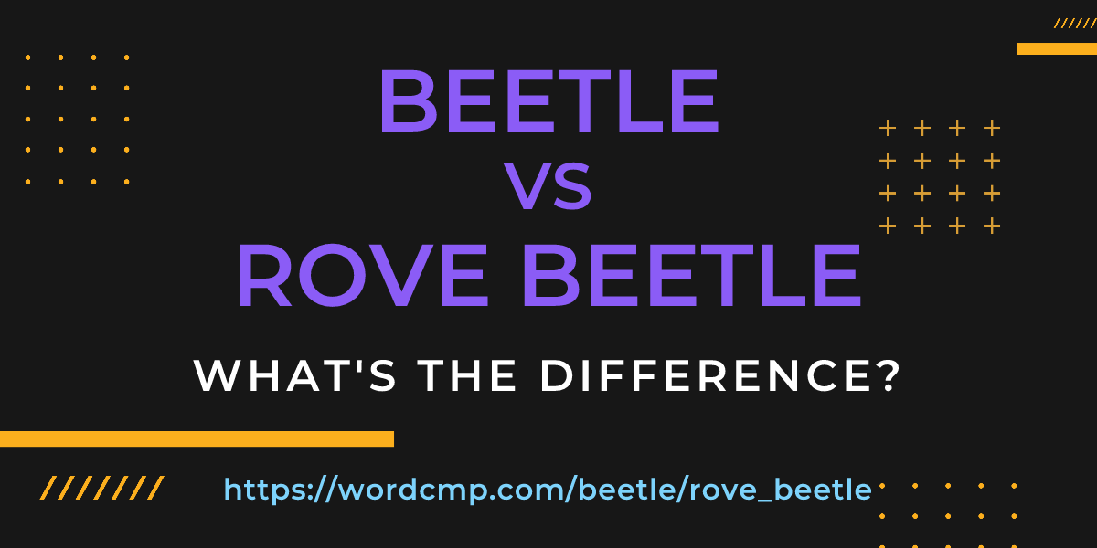Difference between beetle and rove beetle