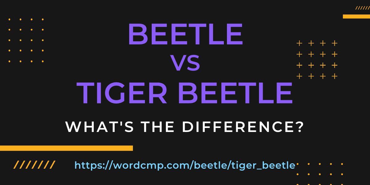 Difference between beetle and tiger beetle