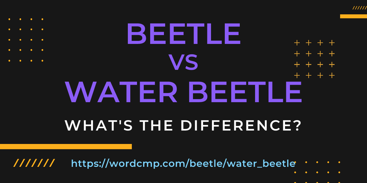 Difference between beetle and water beetle