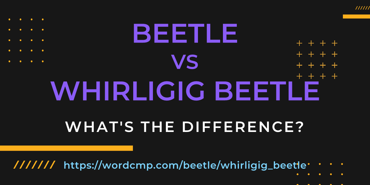 Difference between beetle and whirligig beetle