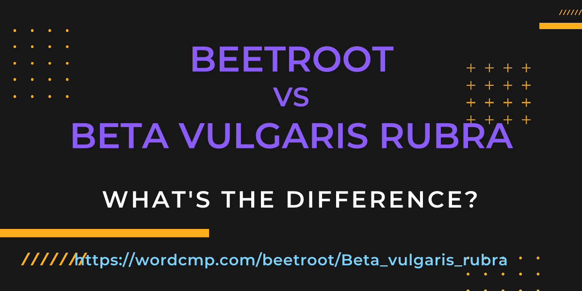 Difference between beetroot and Beta vulgaris rubra