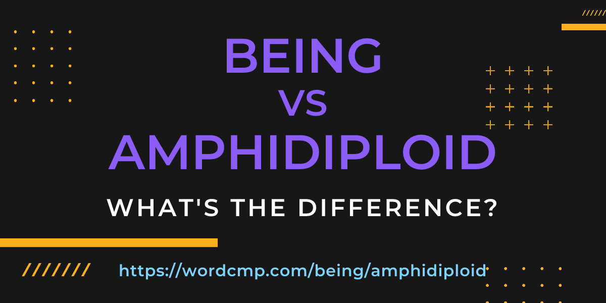 Difference between being and amphidiploid