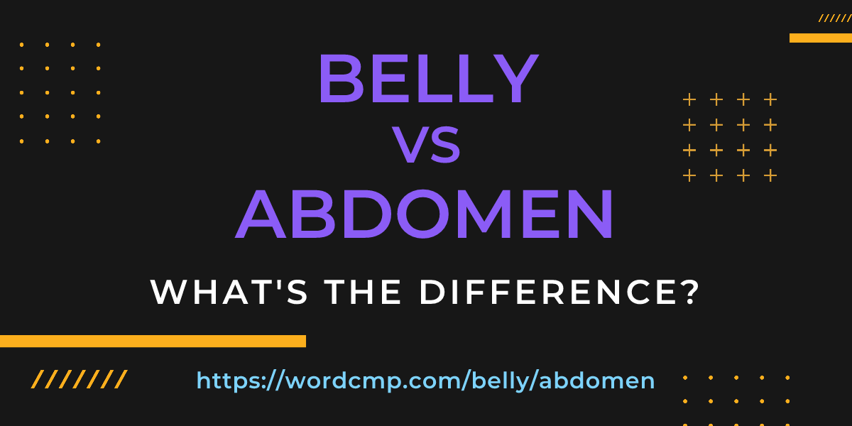 Difference between belly and abdomen