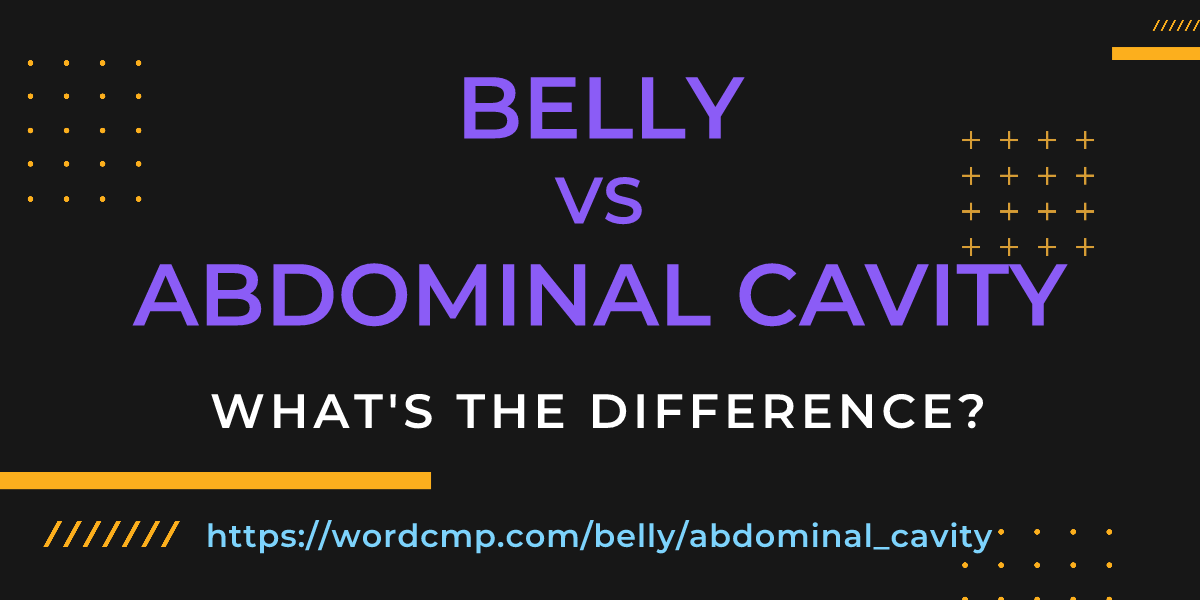 Difference between belly and abdominal cavity