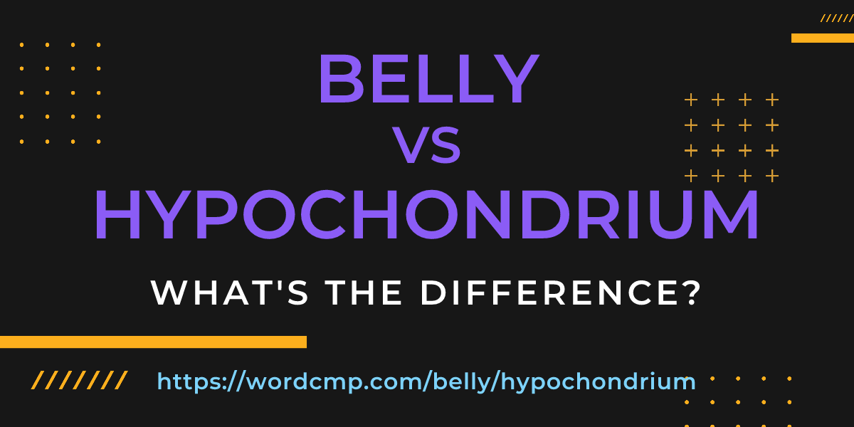 Difference between belly and hypochondrium
