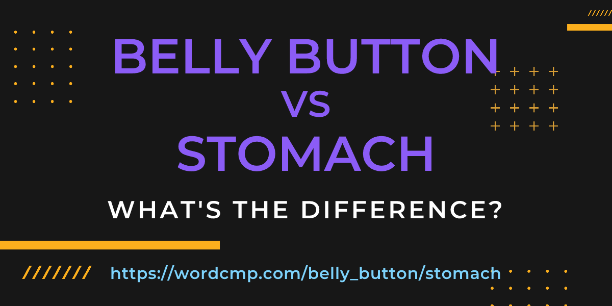 Difference between belly button and stomach