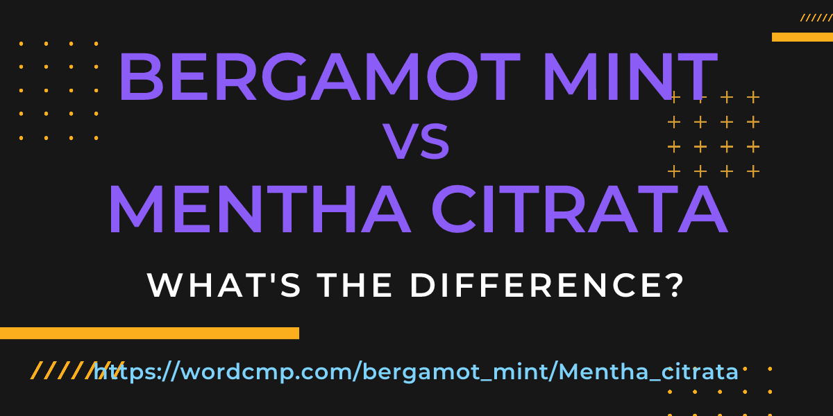 Difference between bergamot mint and Mentha citrata