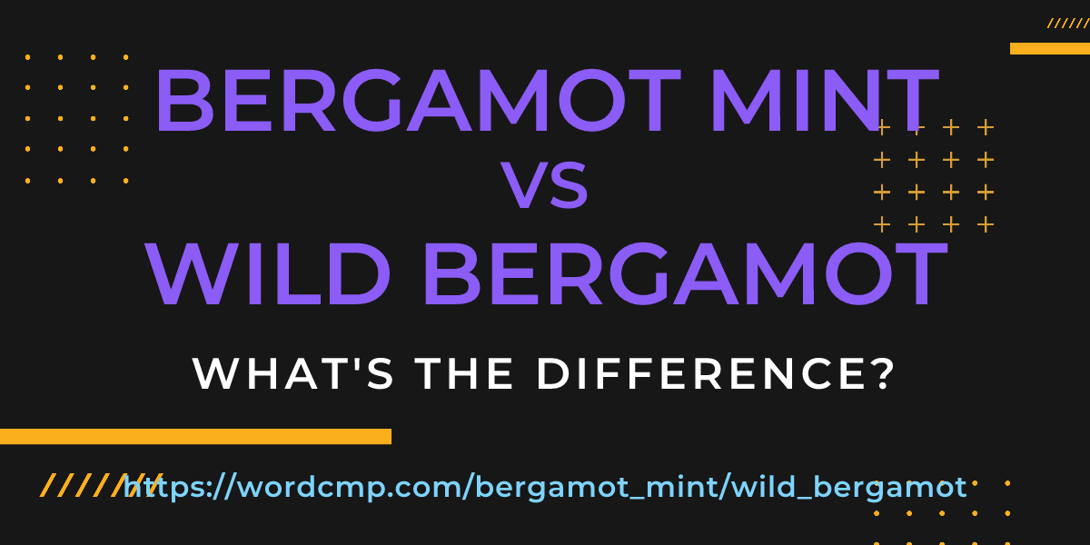Difference between bergamot mint and wild bergamot