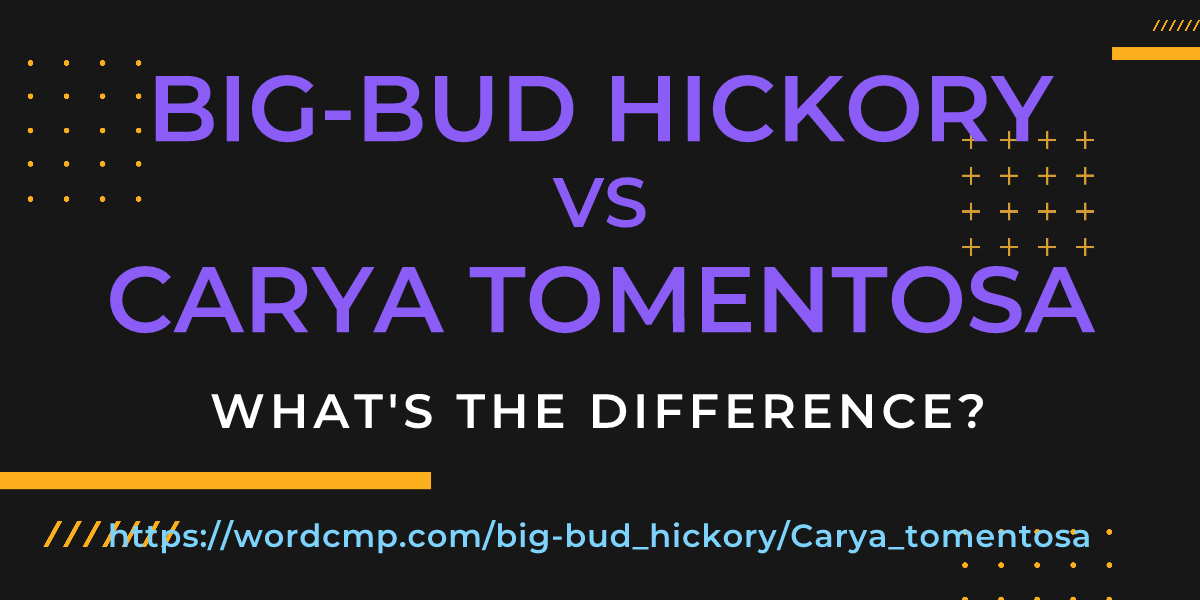 Difference between big-bud hickory and Carya tomentosa
