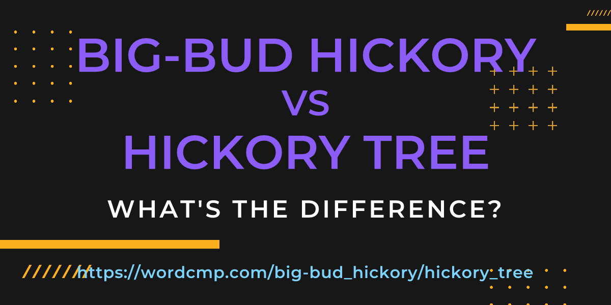 Difference between big-bud hickory and hickory tree