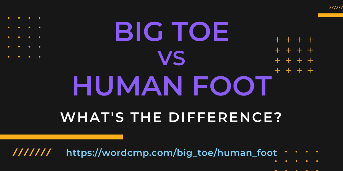 Difference between big toe and human foot