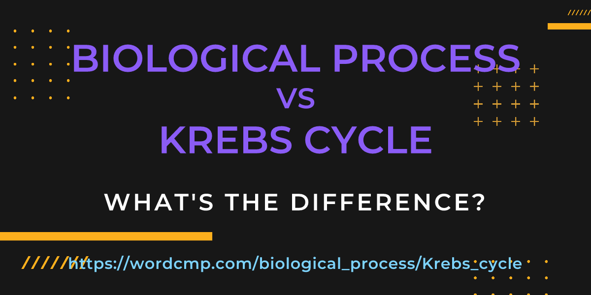 Difference between biological process and Krebs cycle