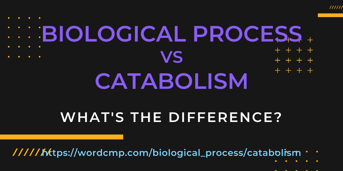 Difference between biological process and catabolism