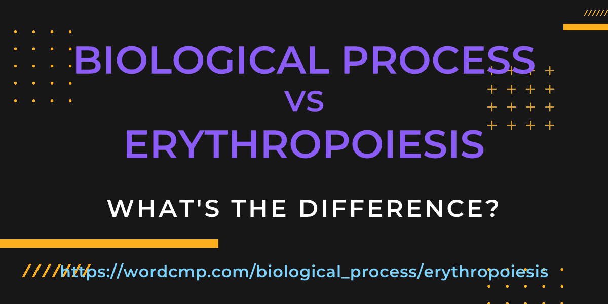 Difference between biological process and erythropoiesis