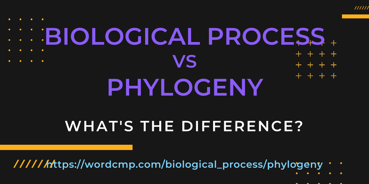 Difference between biological process and phylogeny