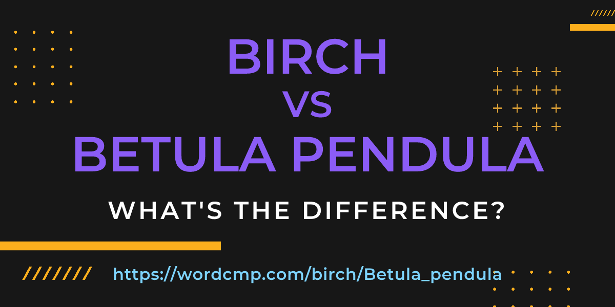 Difference between birch and Betula pendula