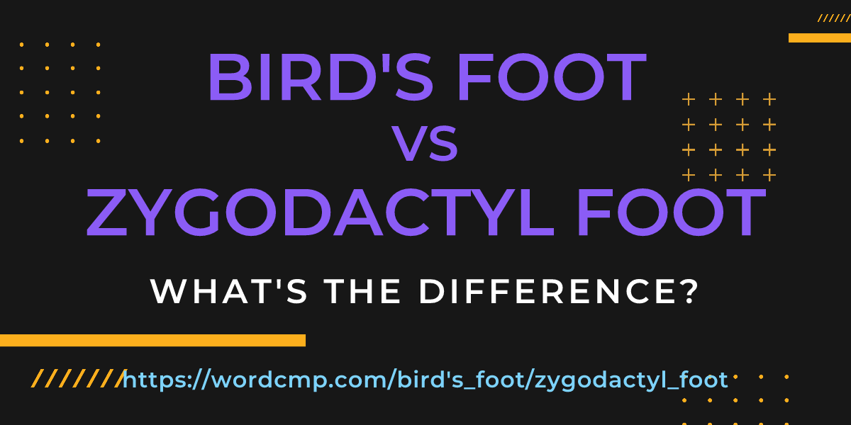 Difference between bird's foot and zygodactyl foot