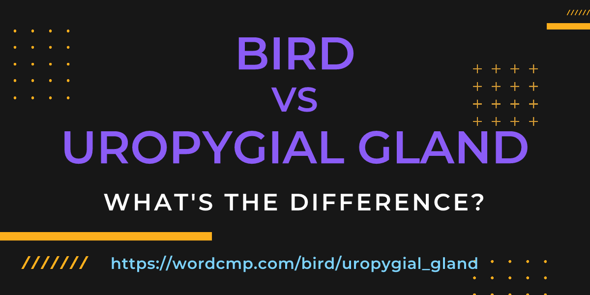 Difference between bird and uropygial gland