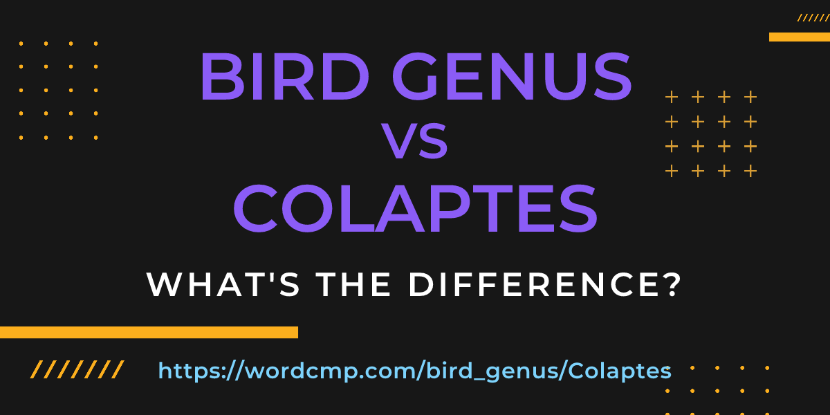 Difference between bird genus and Colaptes